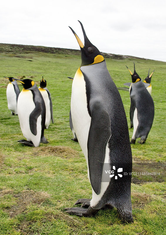 王企鹅图片素材