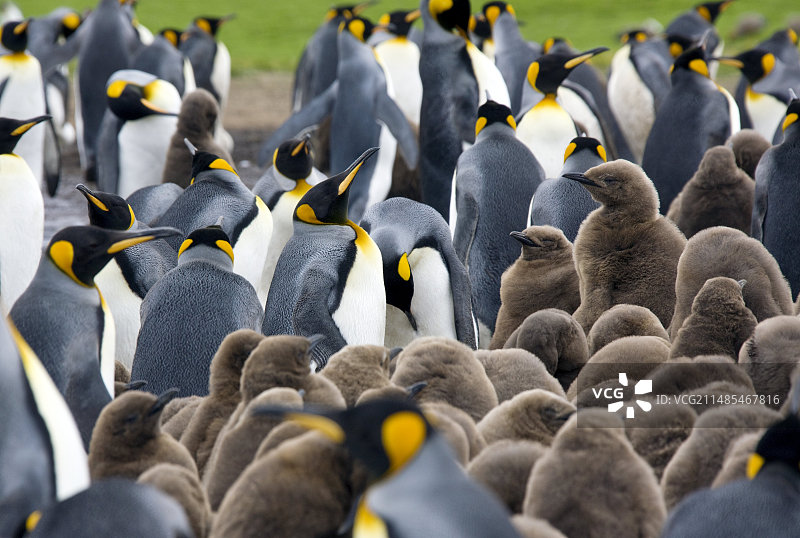 王企鹅和幼崽图片素材