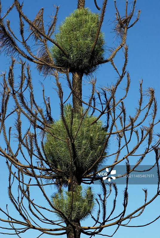 重新发芽的烧焦松树图片素材