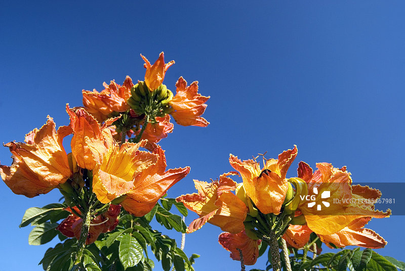 火焰树图片素材