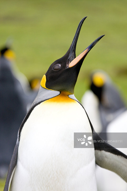 王企鹅图片素材