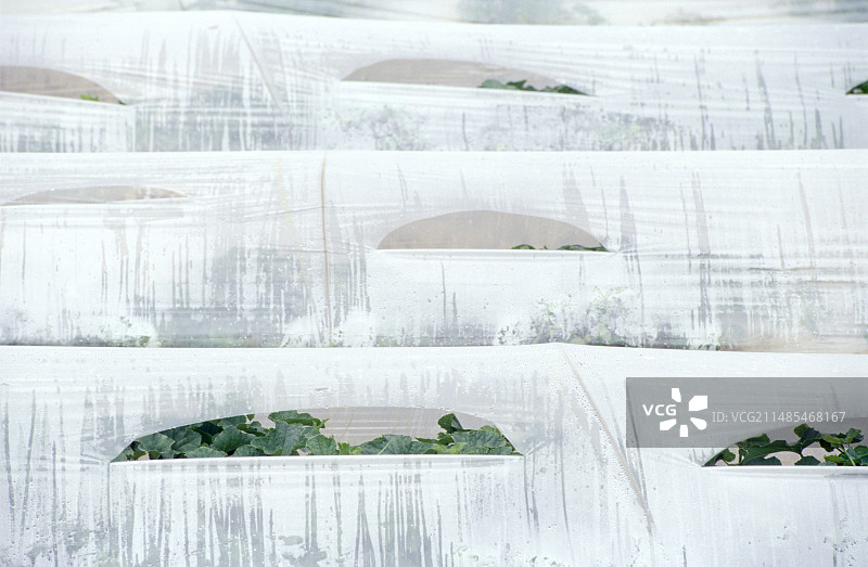 温室栽培图片素材