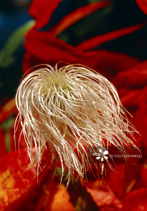 东方铁线莲图片素材