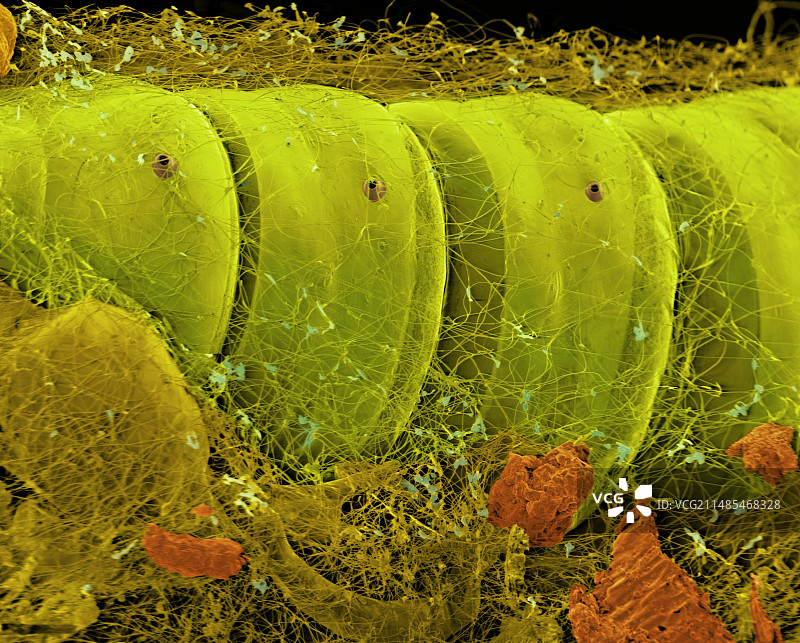 仓库蛾幼虫扫描电镜图图片素材