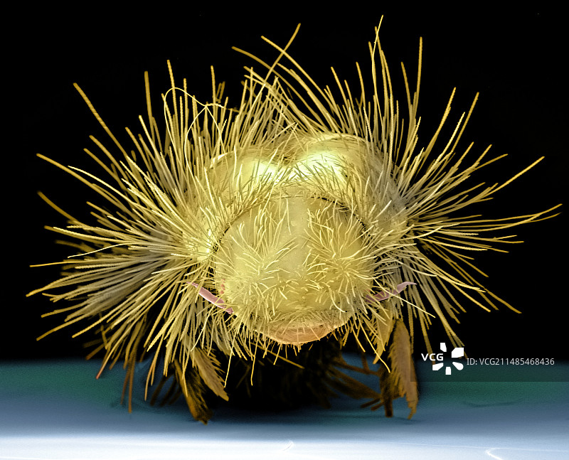 衣柜甲虫幼虫扫描电镜图图片素材