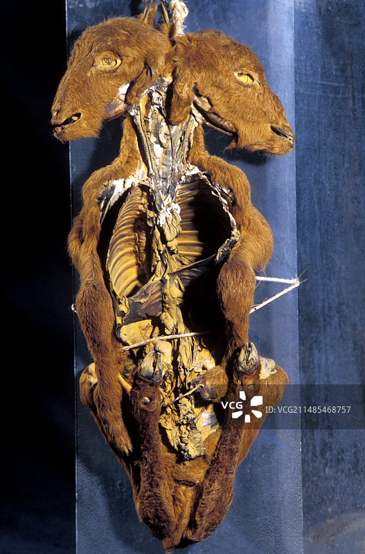 双头小牛图片素材