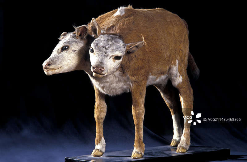 双头小牛图片素材