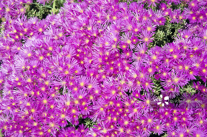 龙须海棠花图片素材