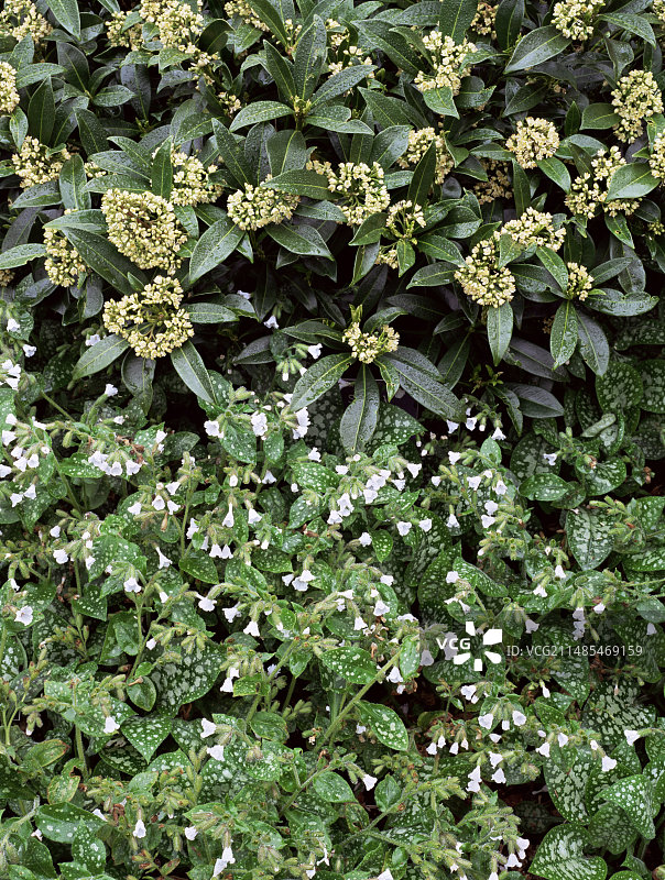 肺草属Sissinghurst White图片素材