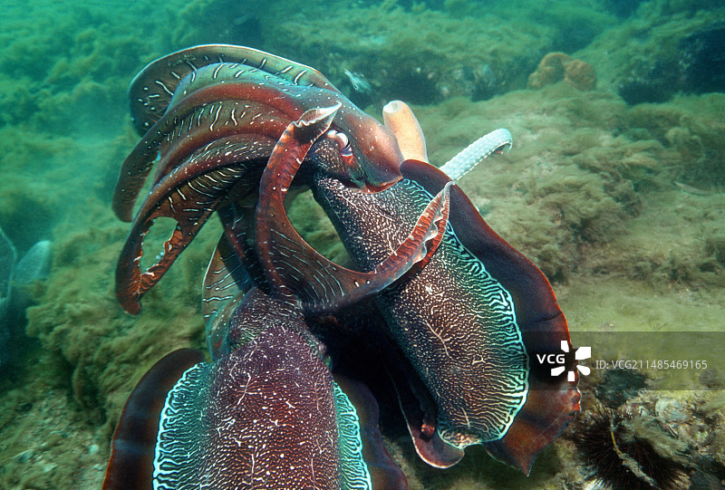 巨型乌贼搏斗图片素材