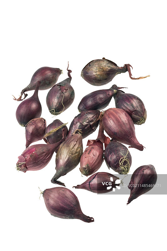 洋葱种子图片素材