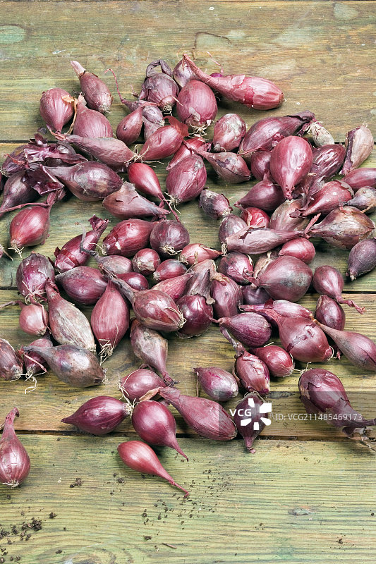 洋葱种子图片素材