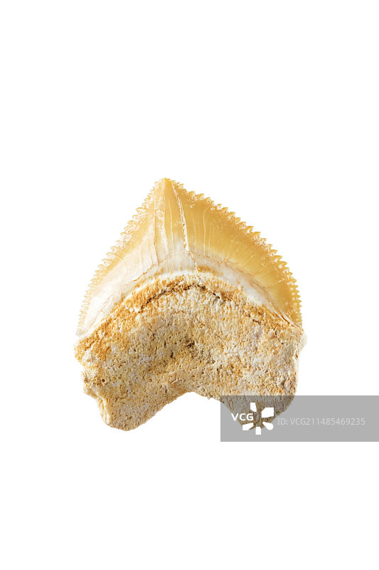 鲨鱼牙齿化石图片素材