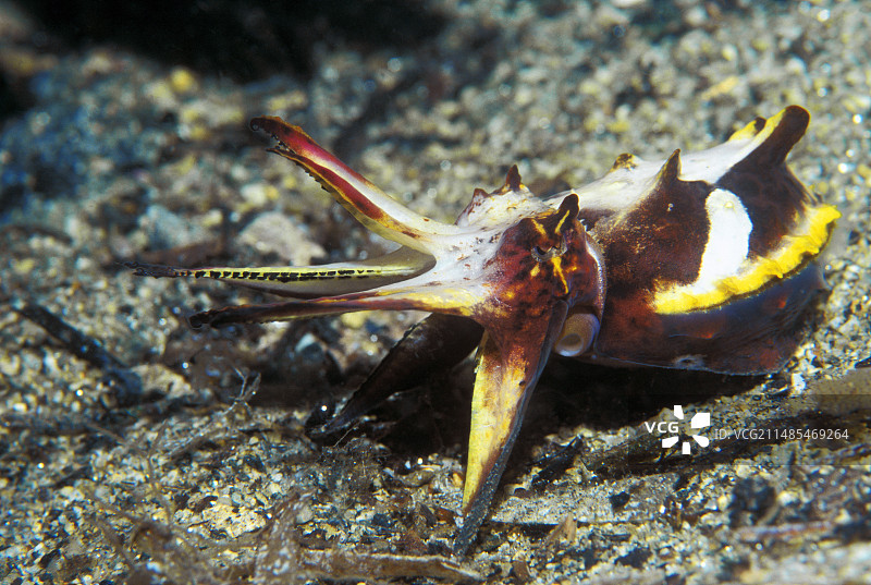 火焰乌贼图片素材