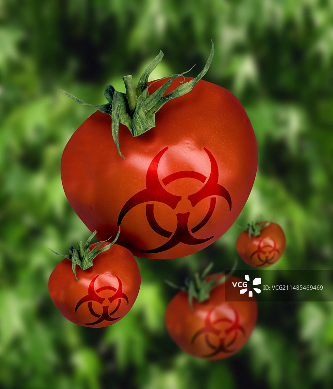 转基因番茄图片素材