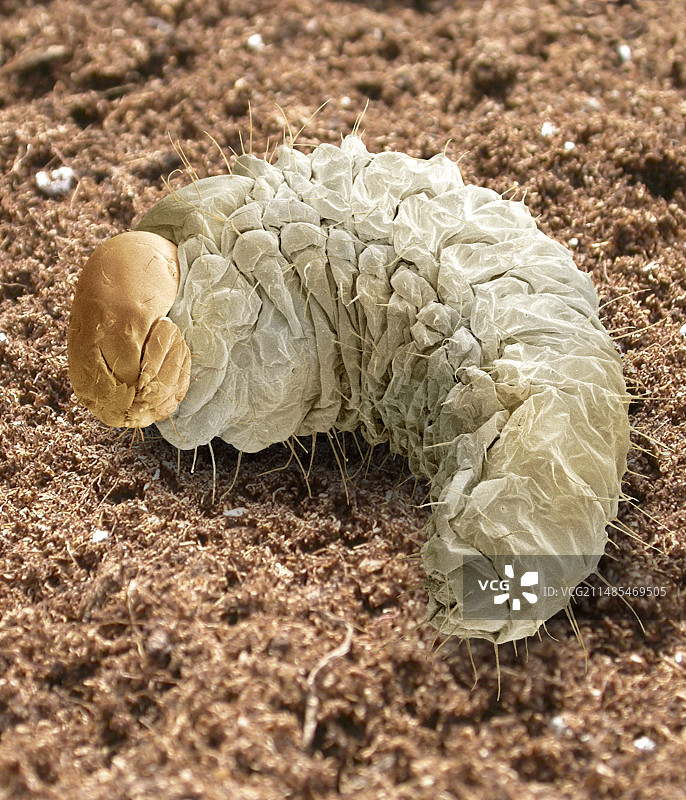 葡萄象鼻虫幼虫（扫描电镜显微图）图片素材