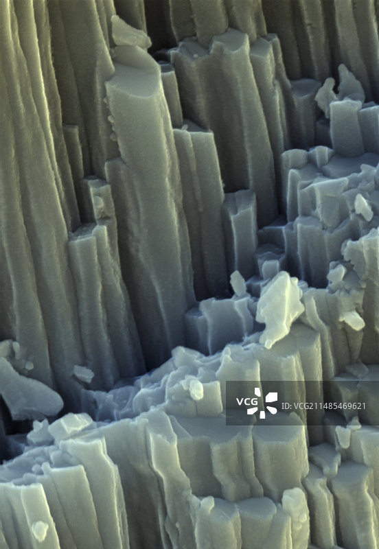 软体动物外壳扫描电镜图图片素材