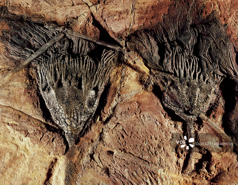 海百合化石图片素材