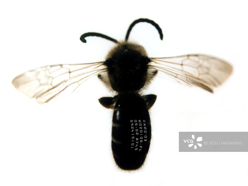 带有序列号的黄蜂图片素材