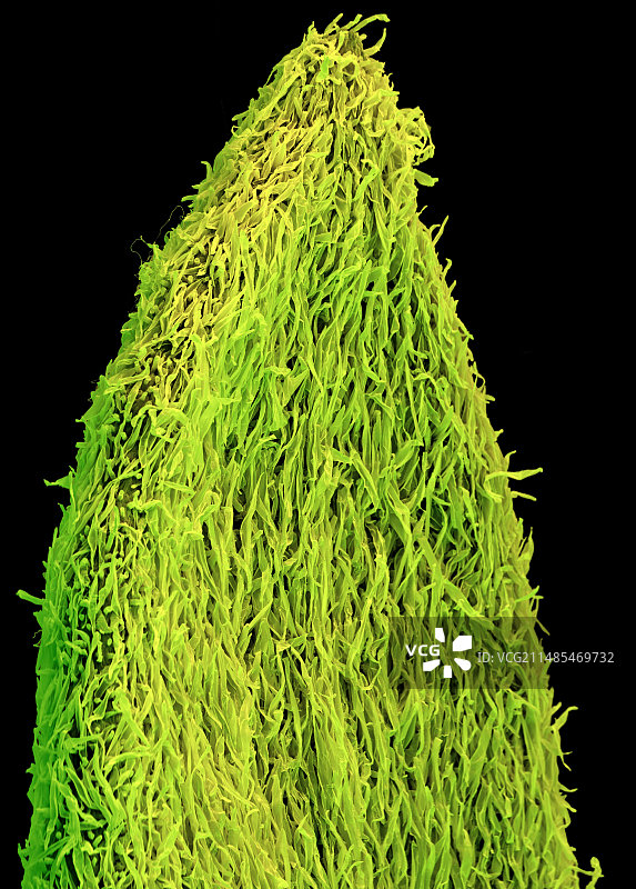 艾草药材扫描电镜图图片素材