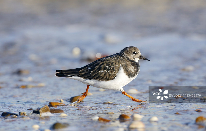 翻石鹬图片素材