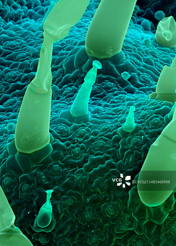 快乐鼠尾草扫描电镜图图片素材