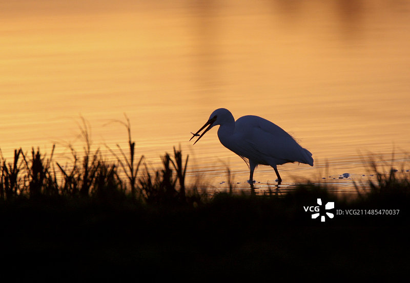 小白鹭图片素材
