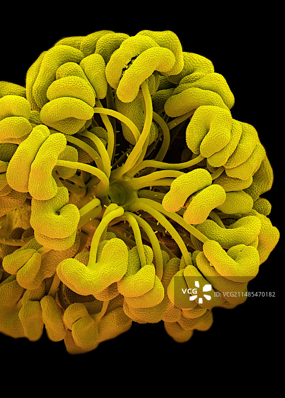 蓝色锦葵雄蕊扫描电镜图图片素材