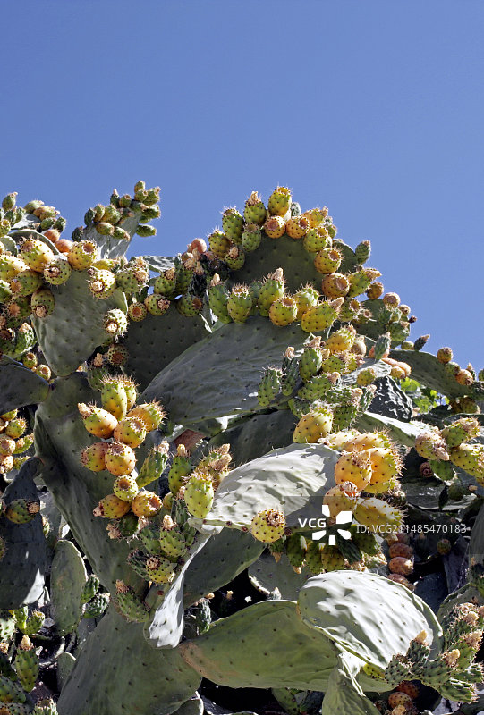 仙人掌图片素材