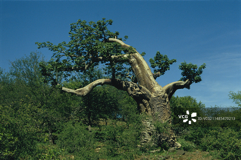 猴面包树图片素材