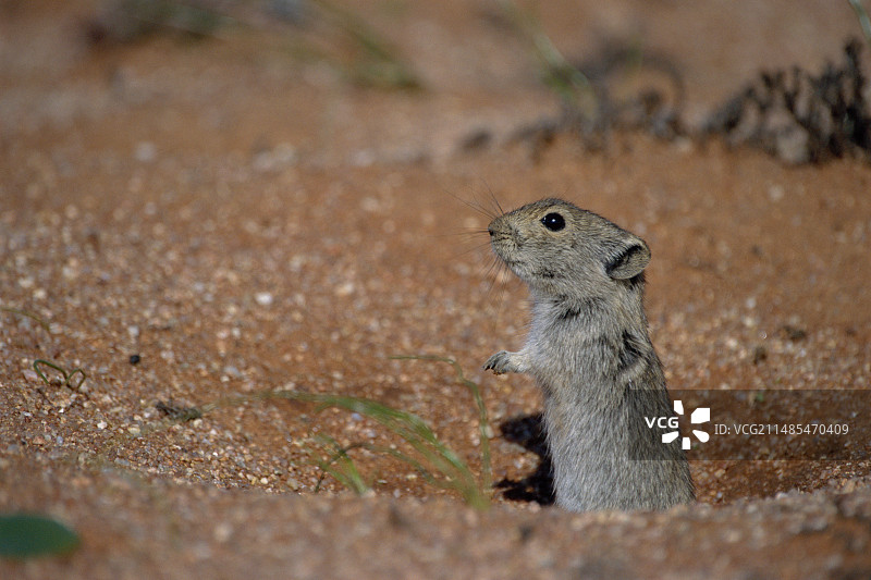 布兰特啸声鼠图片素材