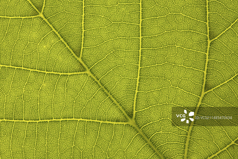 欧洲椴树叶图片素材