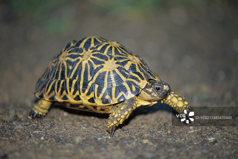 几何乌龟图片素材