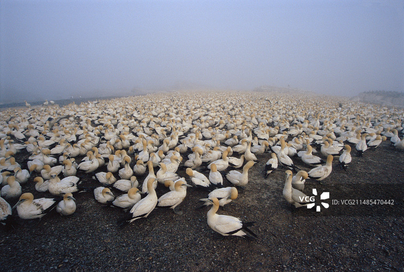 海角塘鹅图片素材