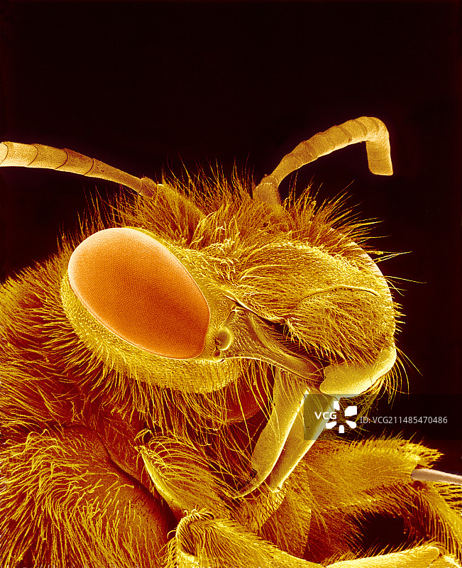 蜜蜂头部扫描电镜图图片素材