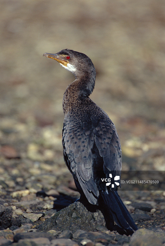 长尾鸬鹚图片素材