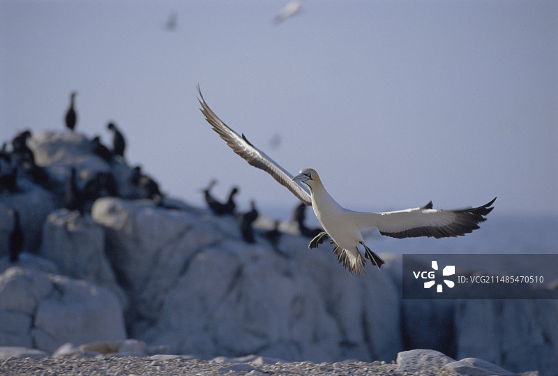 海角鲣鸟图片素材