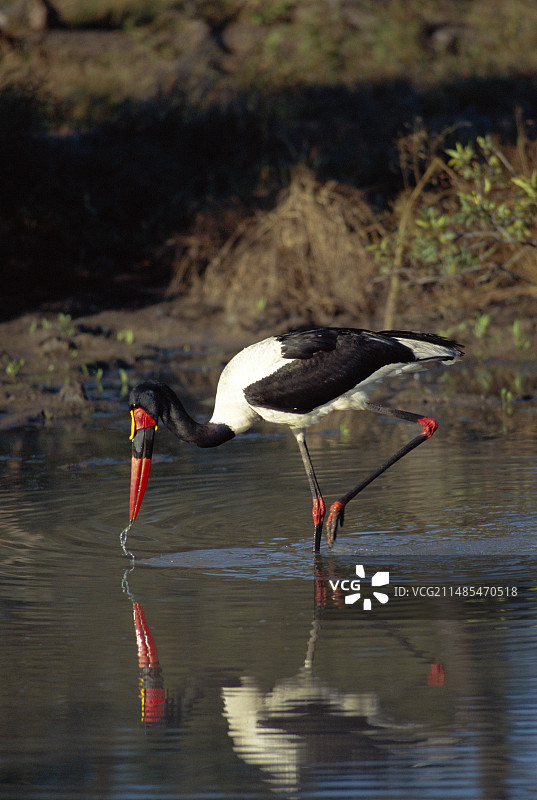 鞍嘴鹳图片素材