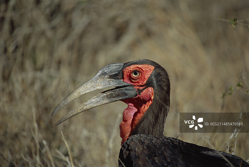 地犀鸟图片素材