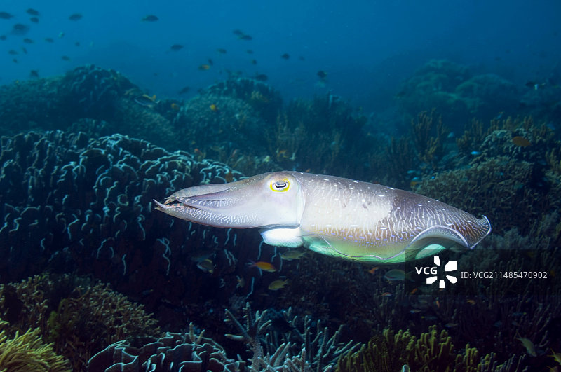 宽鳍乌贼图片素材
