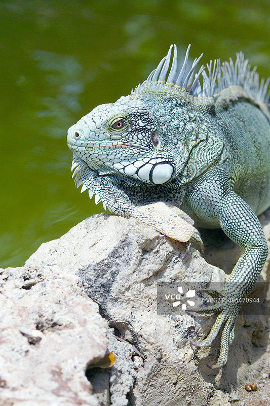 绿鬣蜥图片素材