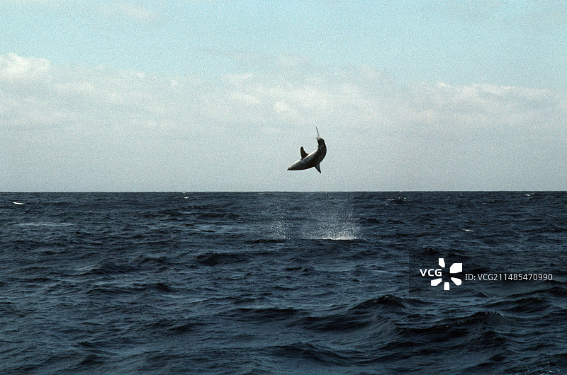 渔线上的灰鲭鲨图片素材