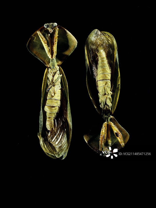 两只螳螂图片素材