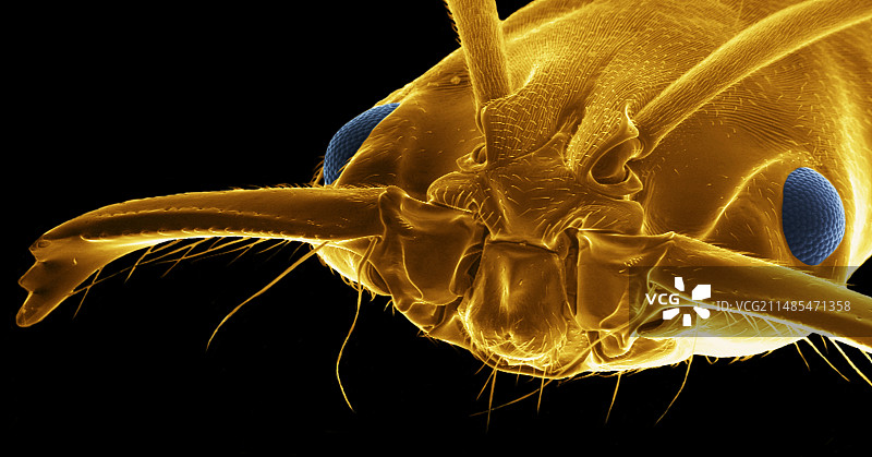 熊陷阱蚁头扫描电镜图图片素材