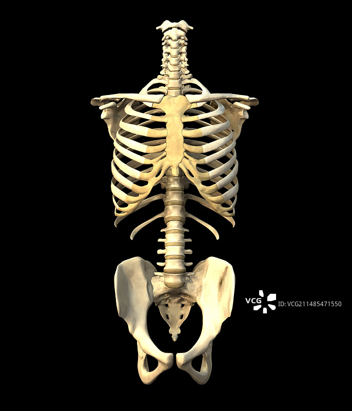 躯干骨骼图片素材