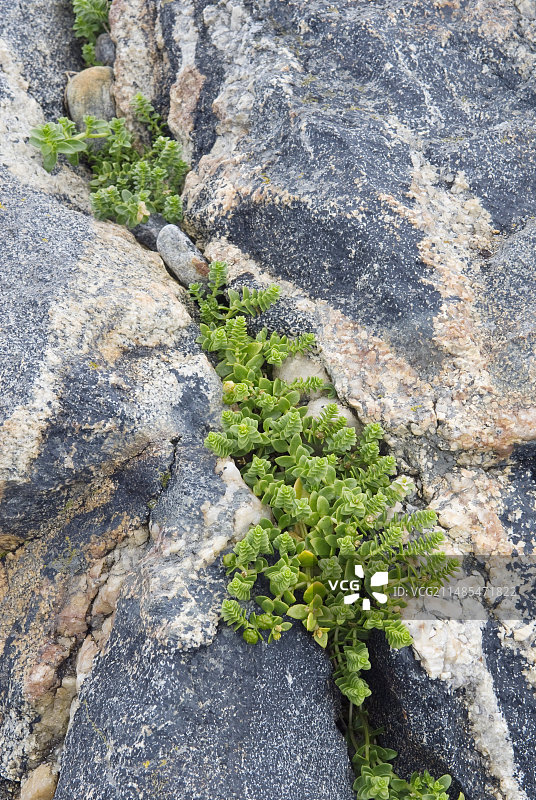 海沙草图片素材