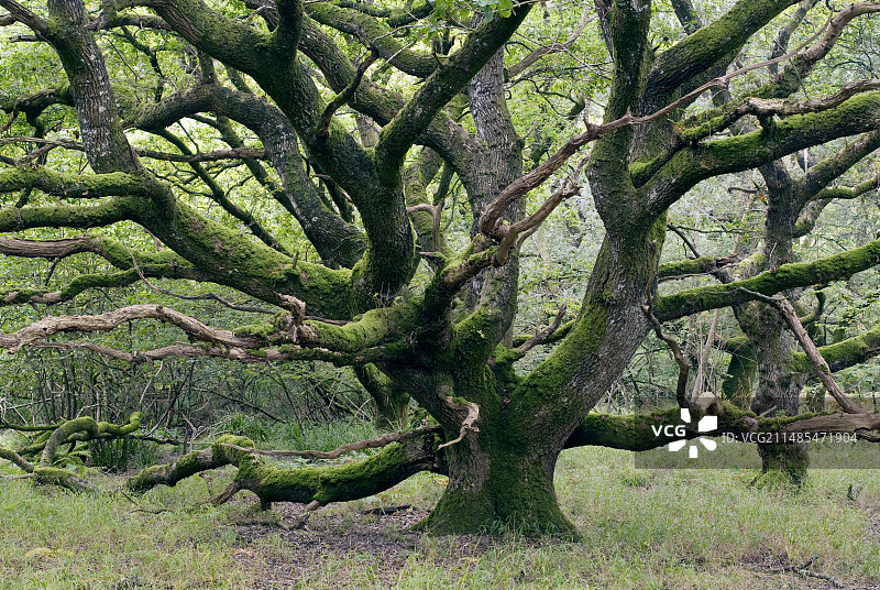 古老的橡树（栎属）图片素材