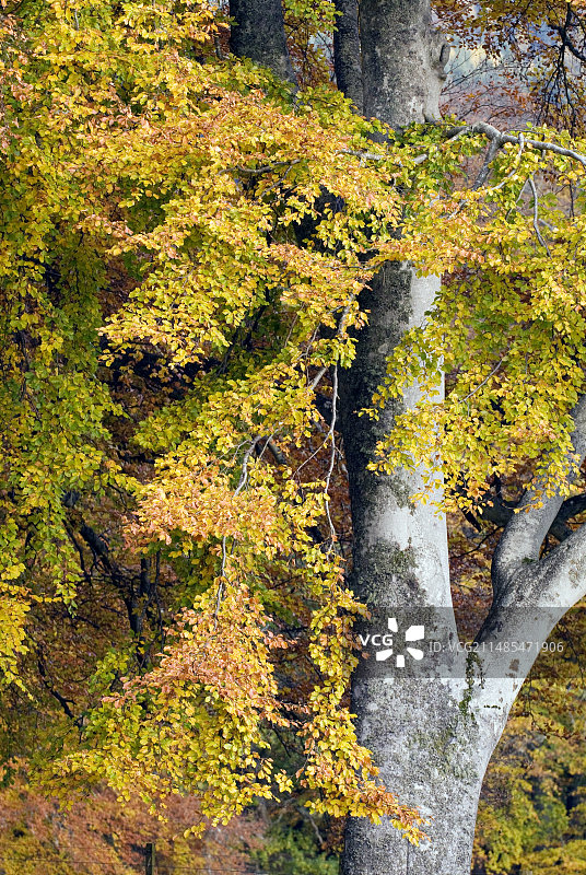 山毛榉树叶图片素材