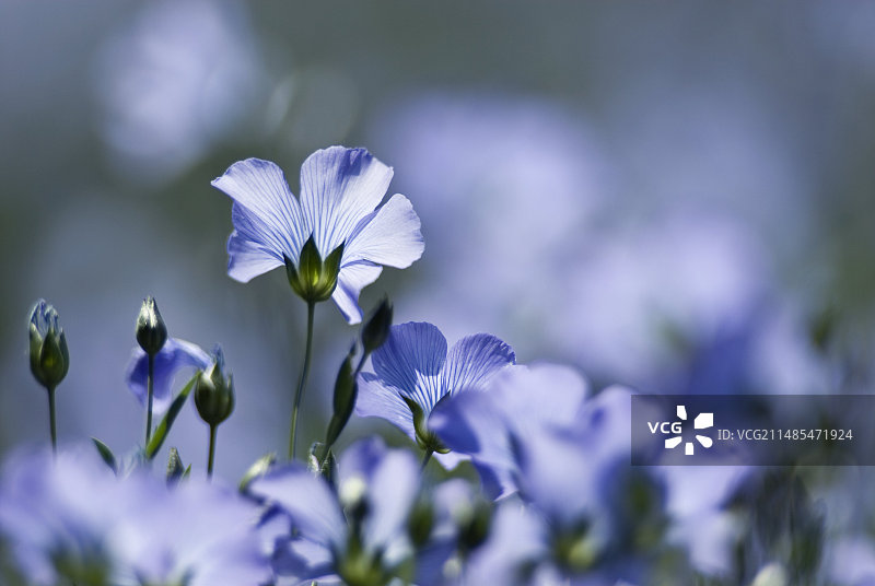 普通亚麻图片素材