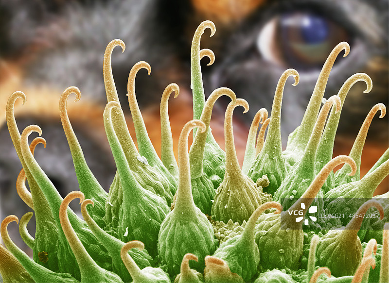 鹅观草果实，扫描电子显微镜图片素材